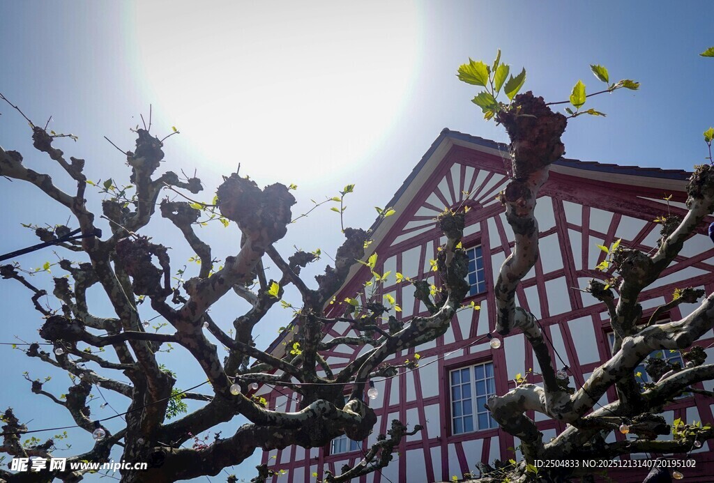 阳光下带树的古朴建筑