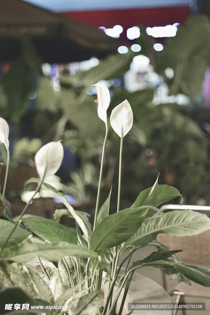 优雅白掌绽放绿意空间