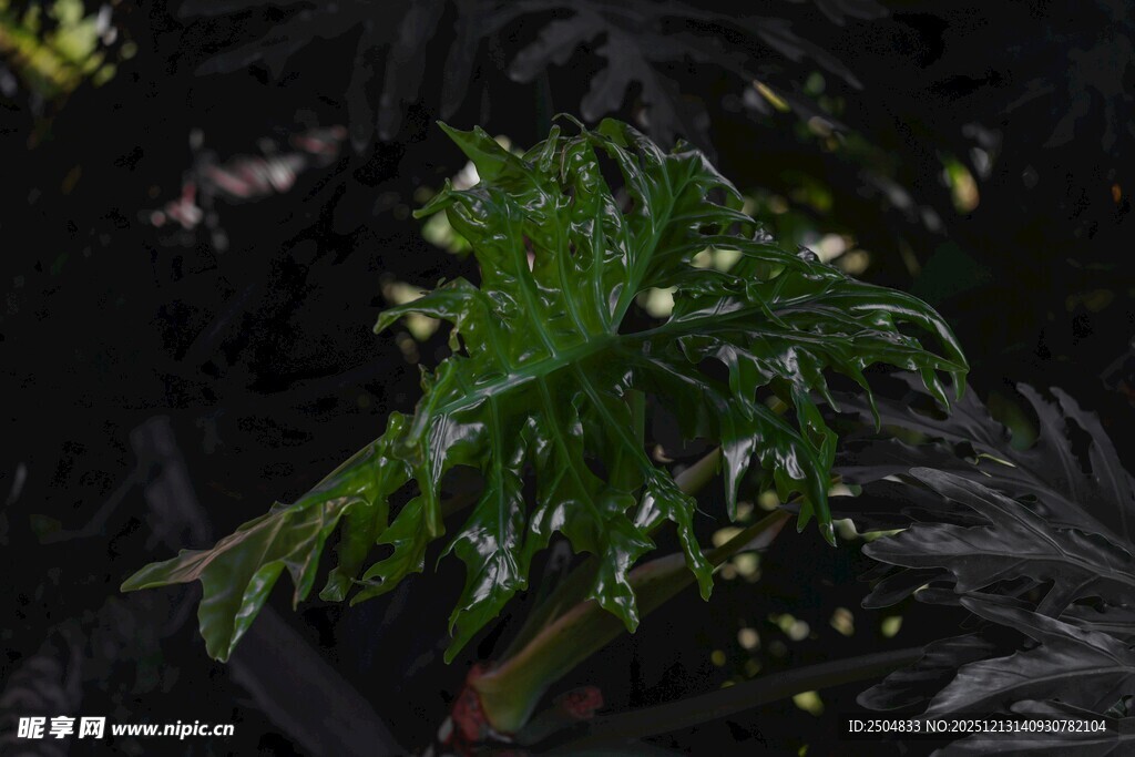 夜间的翠绿植物