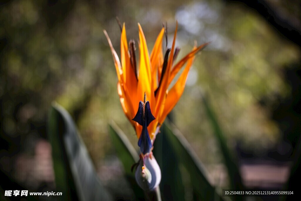 艳丽鹤望兰绽放