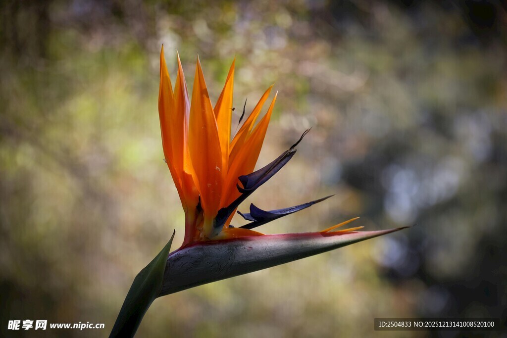 艳丽鹤望兰特写