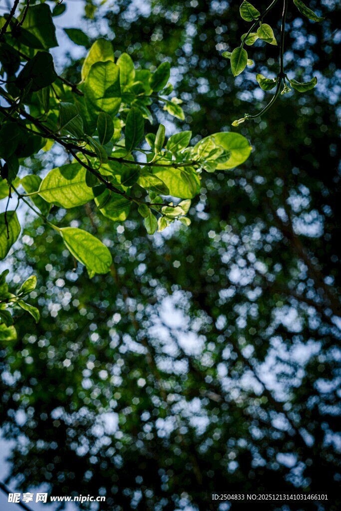 阳光下的翠绿树叶