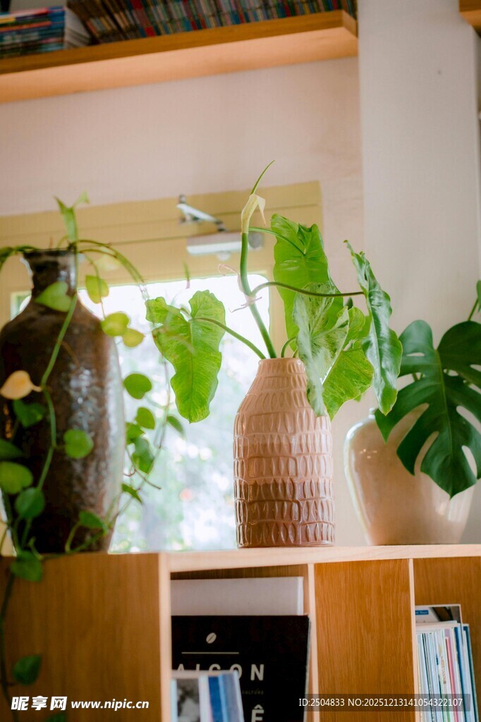 书架上的绿植装饰