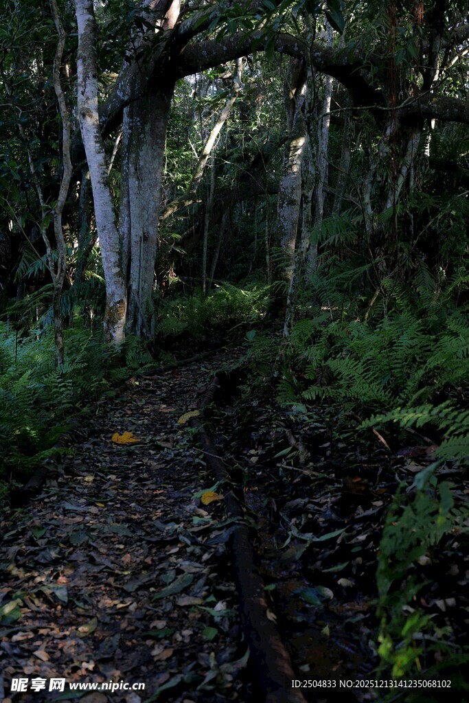 幽静森林中的蜿蜒小径