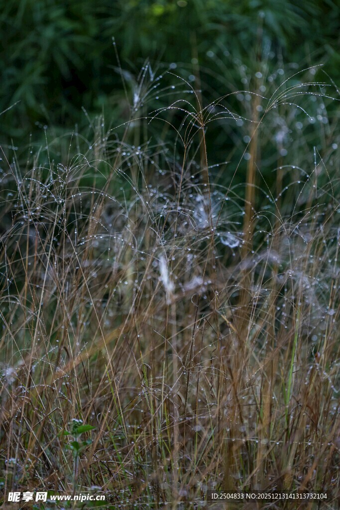 草丛中的白色蛛网