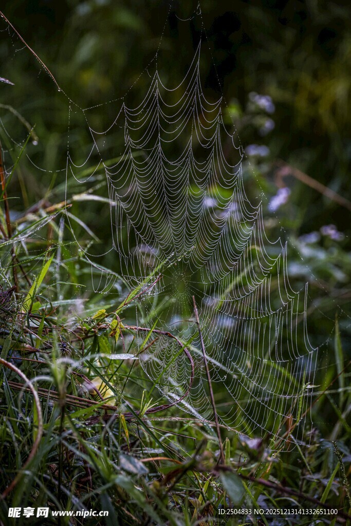 草丛中的繁茂植物