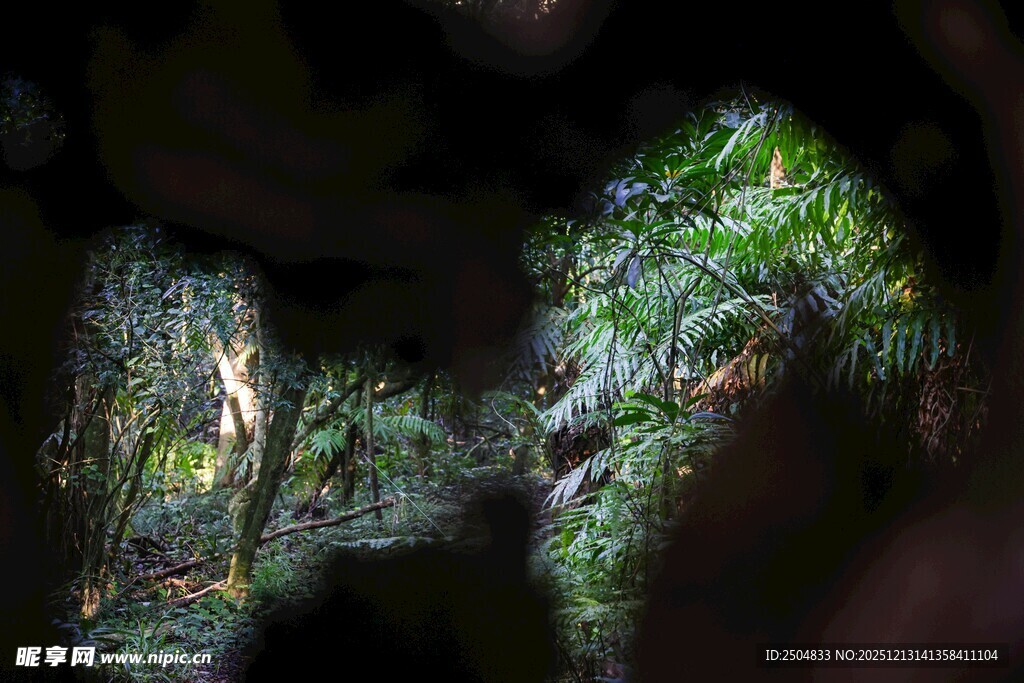 丛林中的隐秘绿色景象