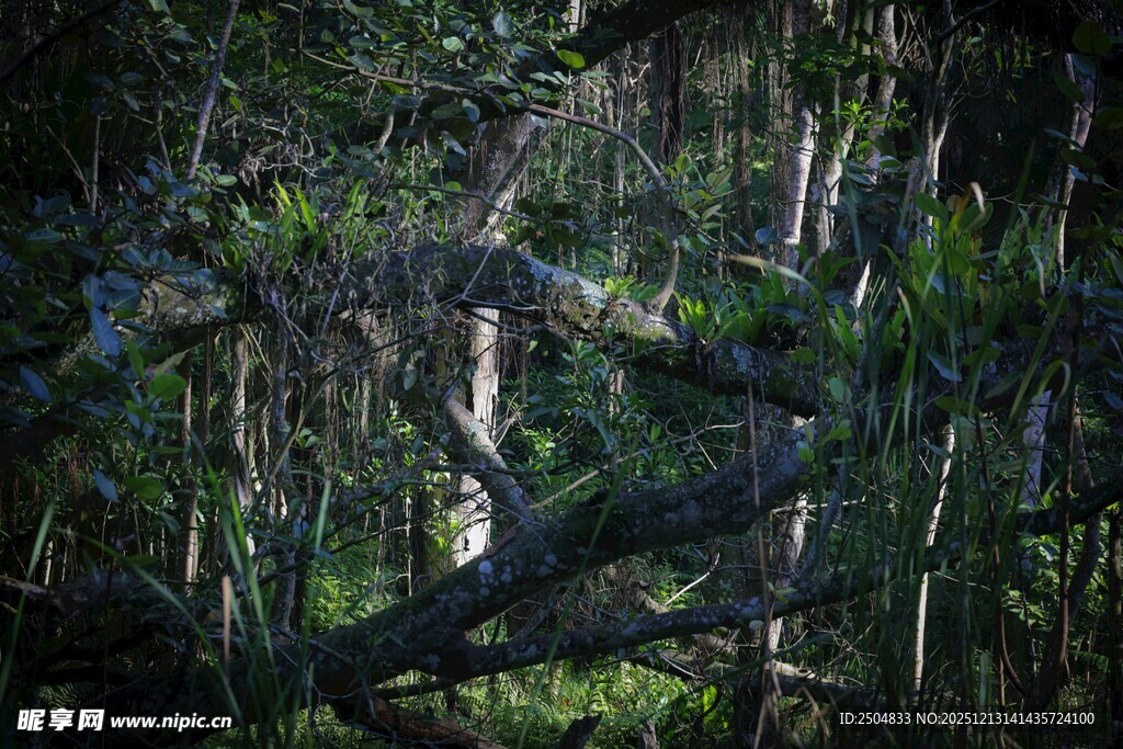 森林中的繁茂树木景象