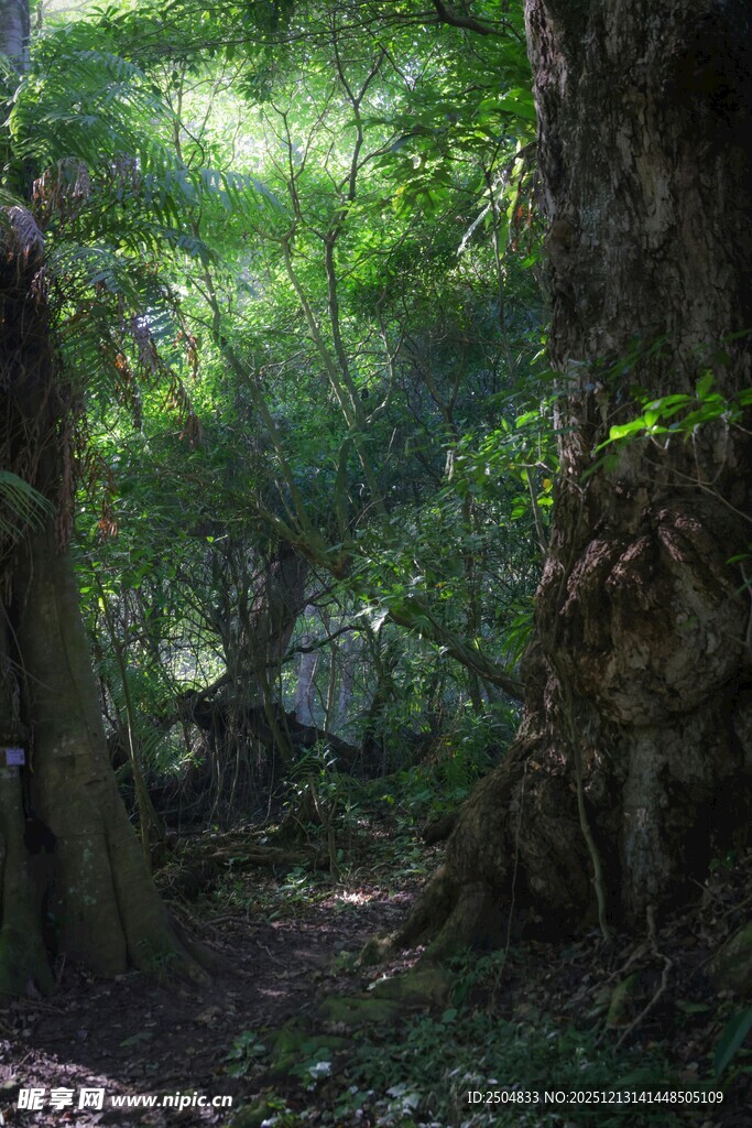 森林中的隐秘小径