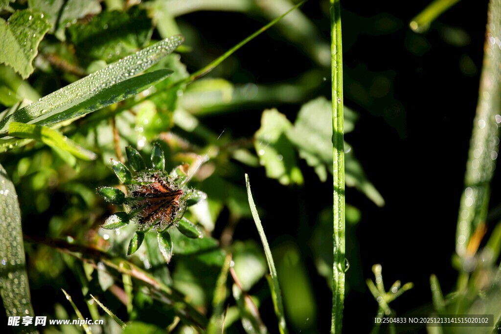 草丛中的神秘昆虫