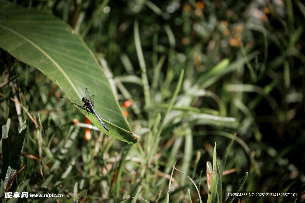 草丛中的多彩昆虫