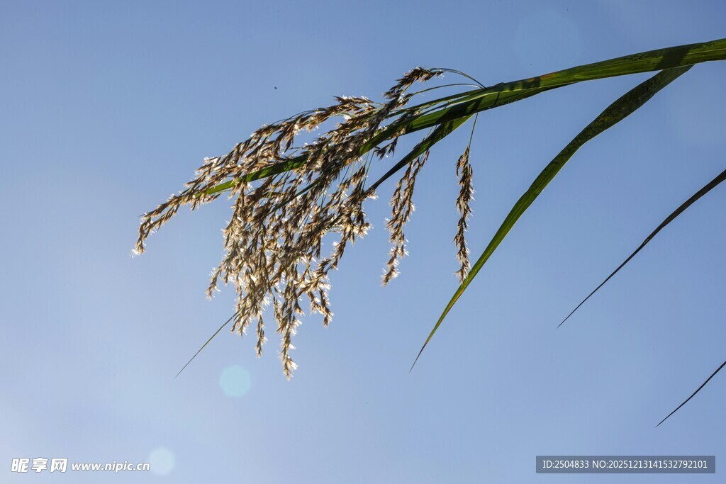 稻穗在蓝天映衬下的姿态