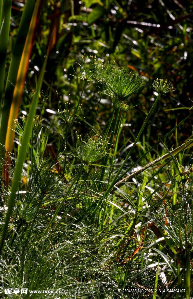 茂密丛林中的绿色植物