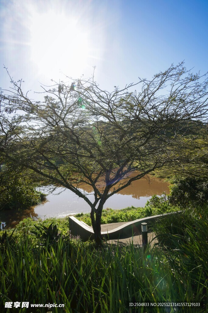 湖畔孤树长椅的静谧景致