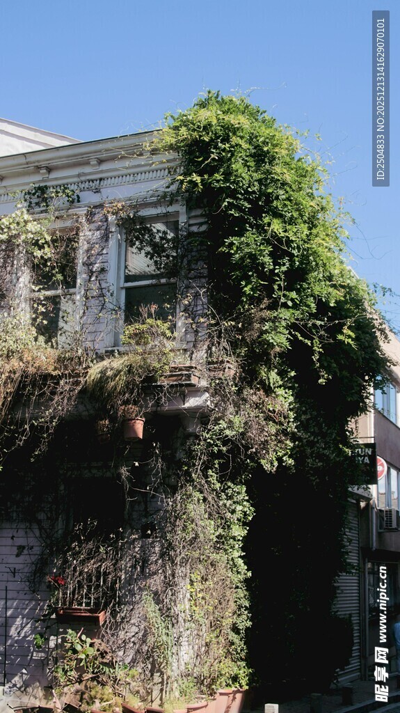 爬满绿植的古老建筑一角