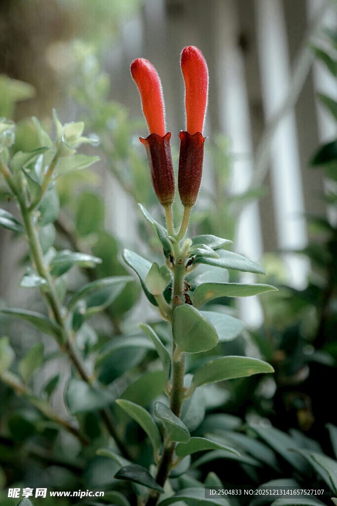 两朵艳丽的红色管状花朵