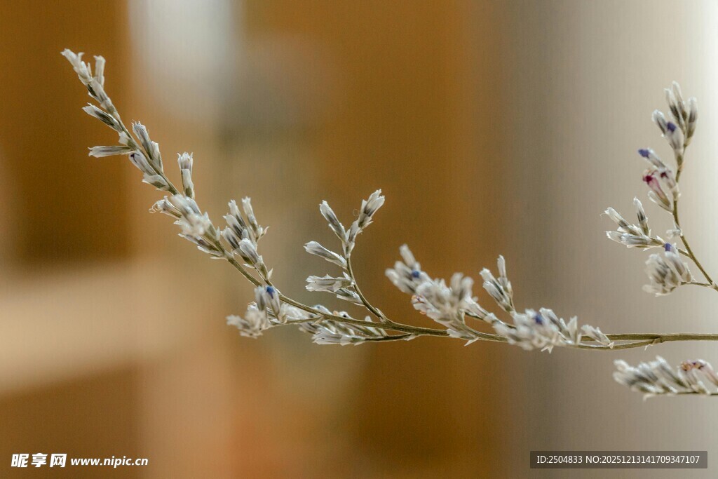 银白植物枝条特写
