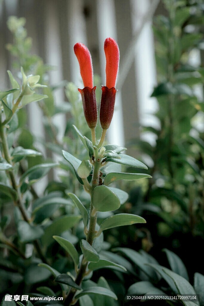 两朵红瓣绿植特写
