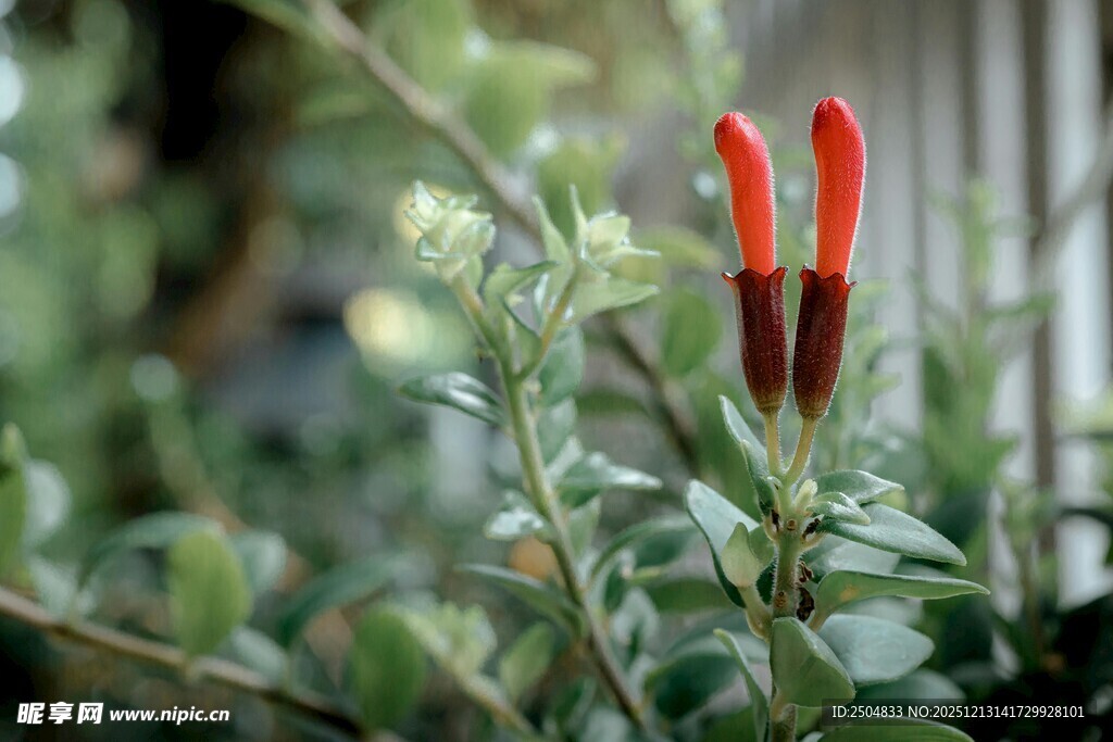 娇艳红花绽放绿叶间