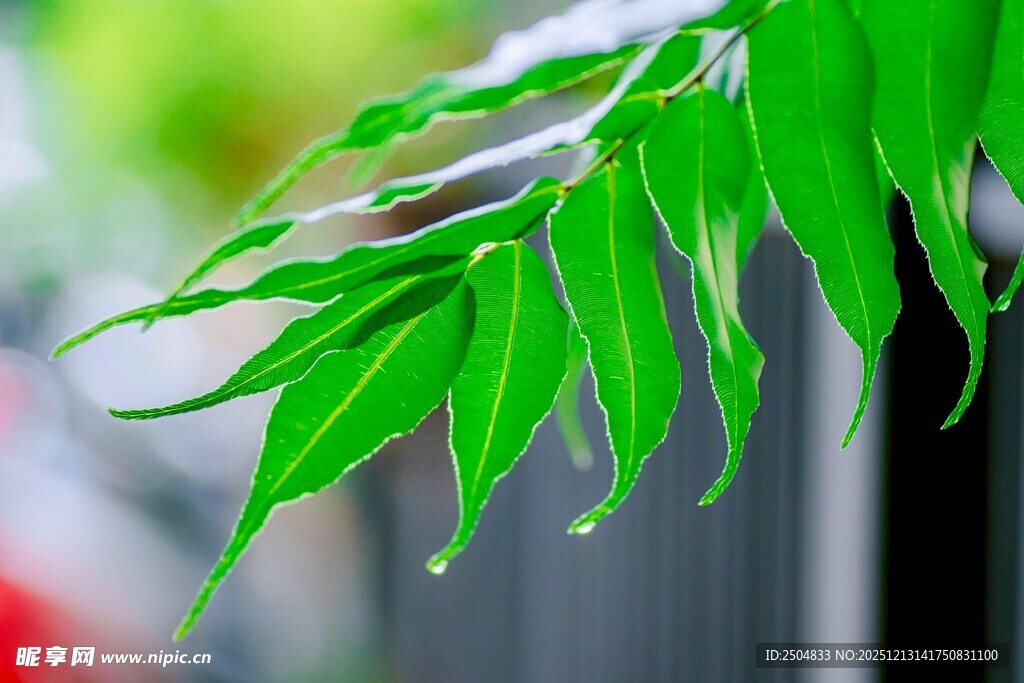 带水珠的翠绿竹叶