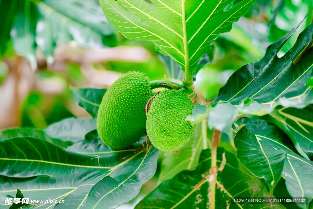 枝头鲜嫩青果 绿叶相伴