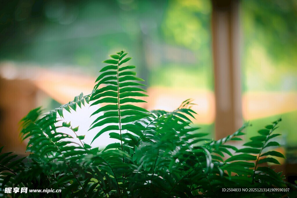 翠绿蕨类植物特写