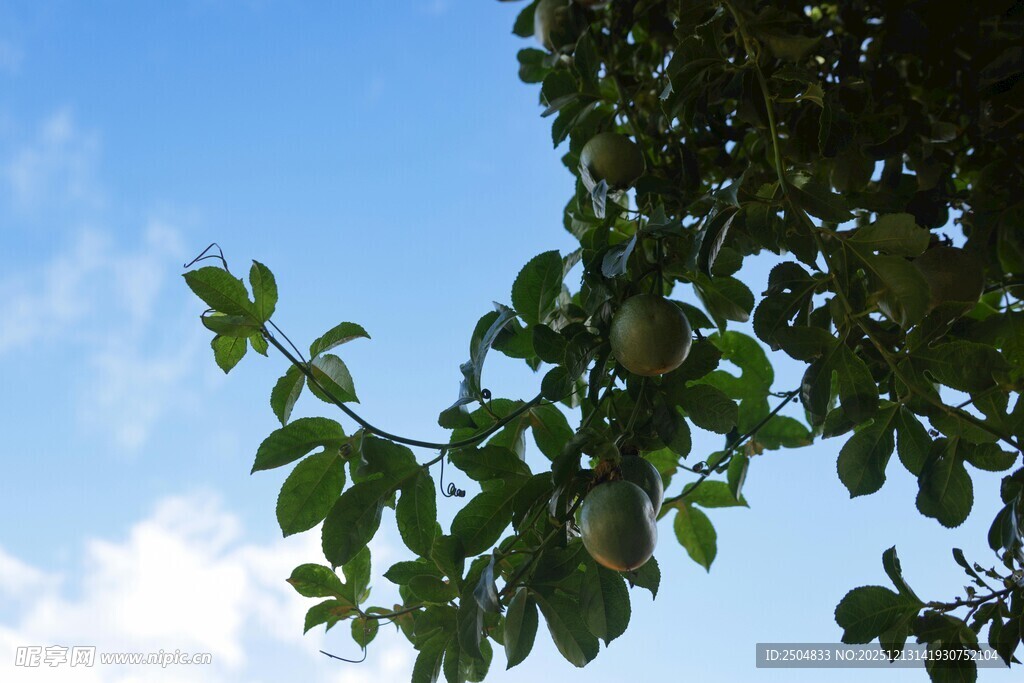 枝头绿叶映蓝天