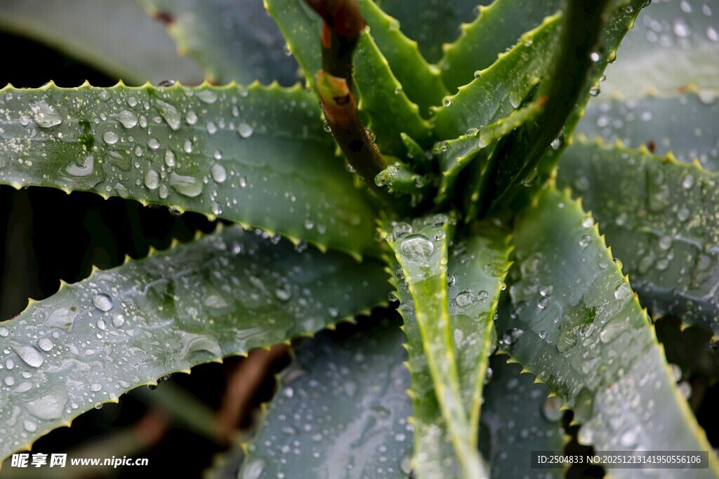 带水珠的芦荟特写