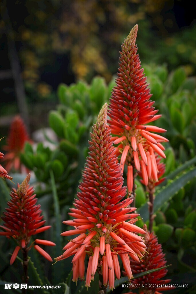 艳丽火炬花绽放活力