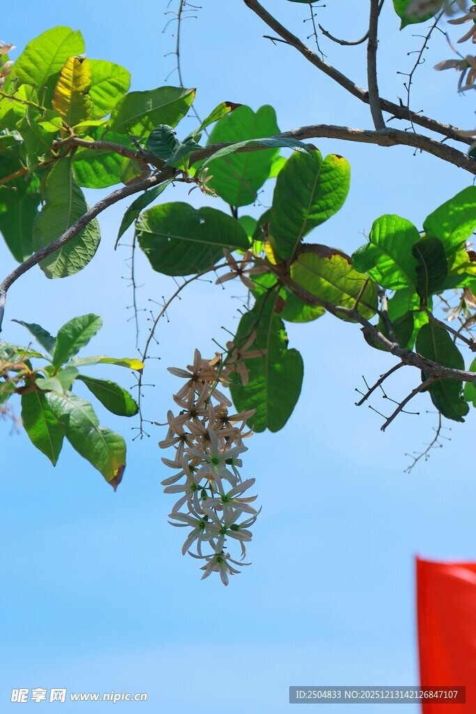 绿叶间的奇异花朵