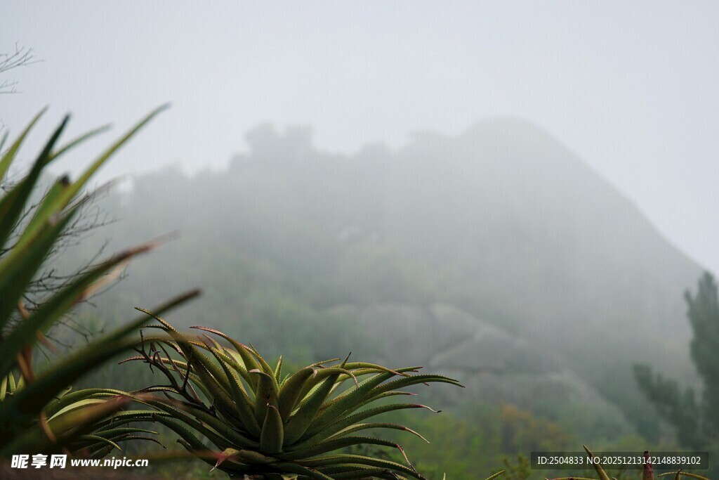 雾中葱郁植物与远山