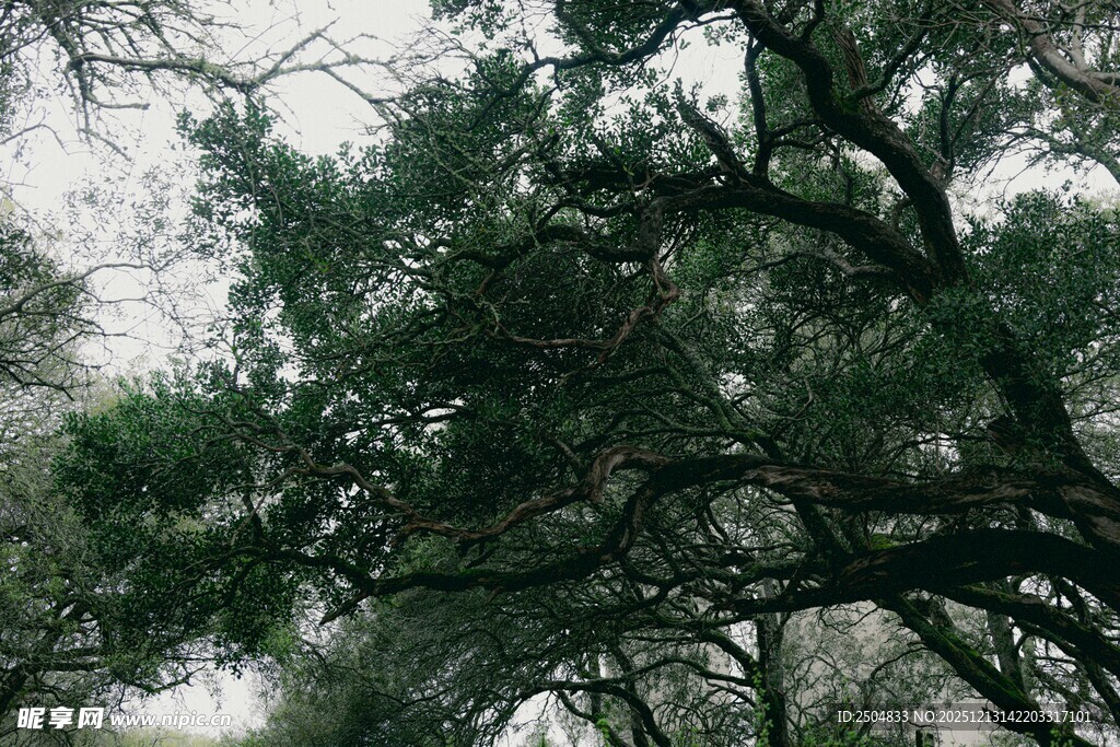 仰视茂密繁茂的树枝树冠