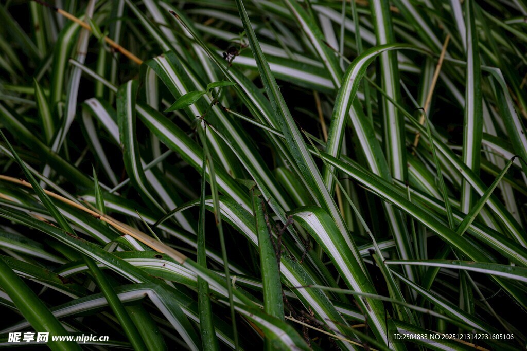 翠绿细长兰草叶片特写