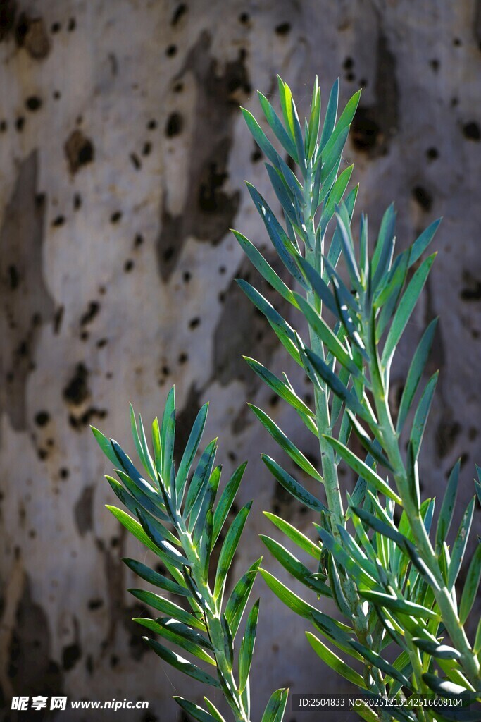 迷迭香枝叶特写