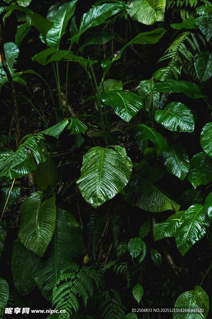 茂密翠绿的植物叶片