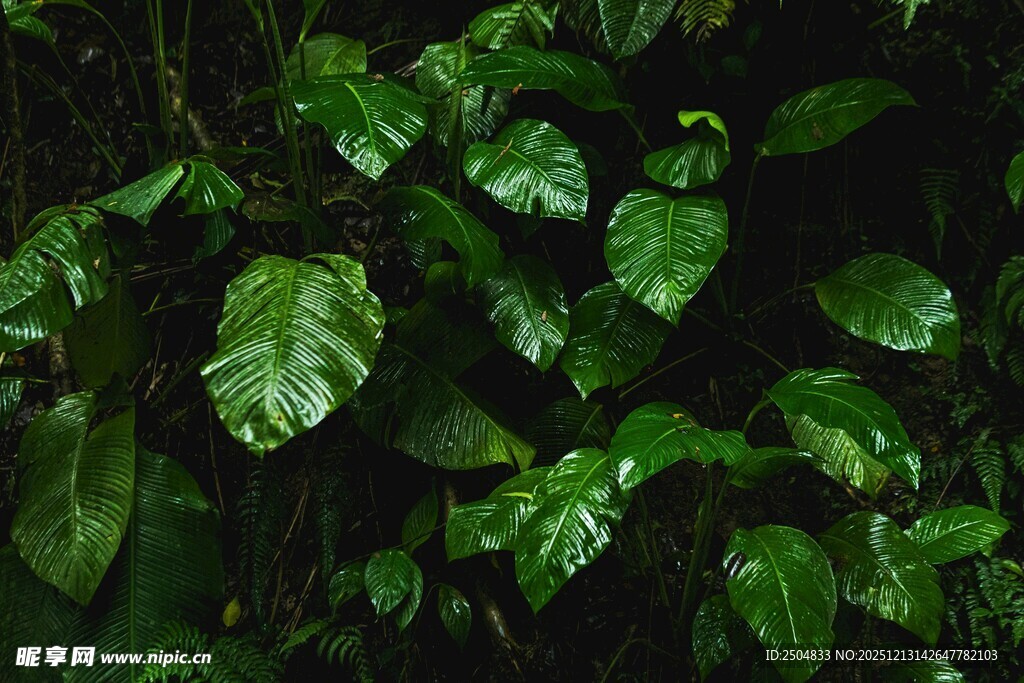 翠绿繁茂的叶片特写
