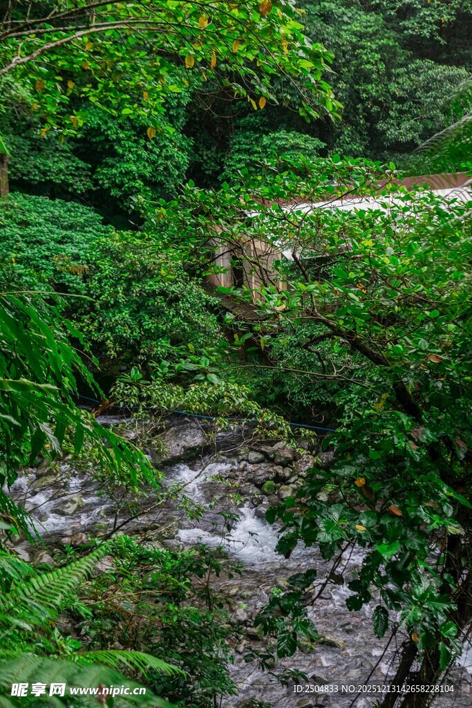 山间溪流穿林而过