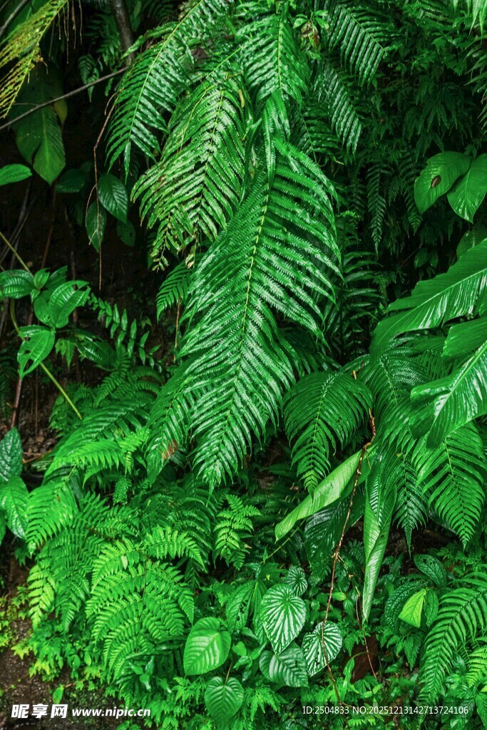 繁茂绿植 展现自然生机