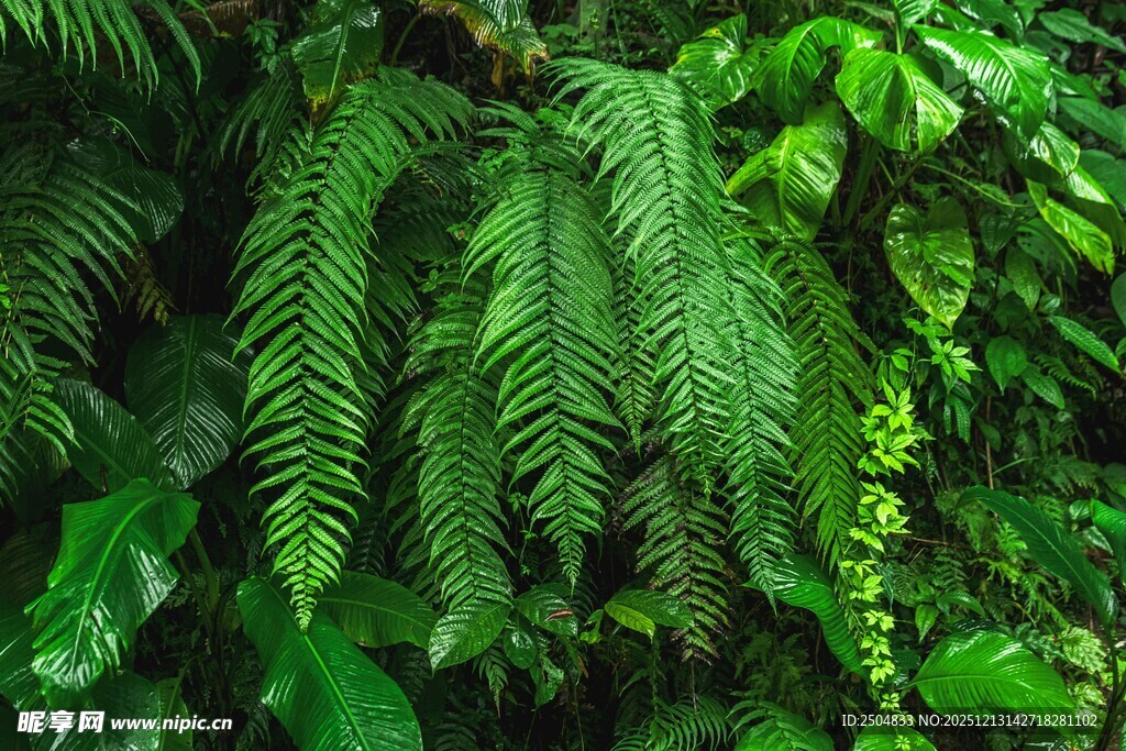 翠绿蕨类植物繁茂景象