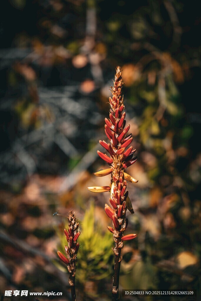 秋日红穗植物特写