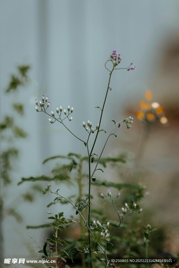 清新小花绽放于绿色间