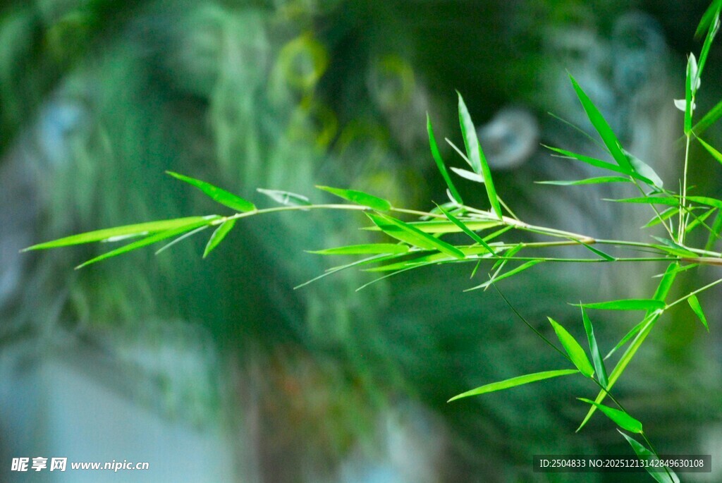 嫩绿竹叶特写