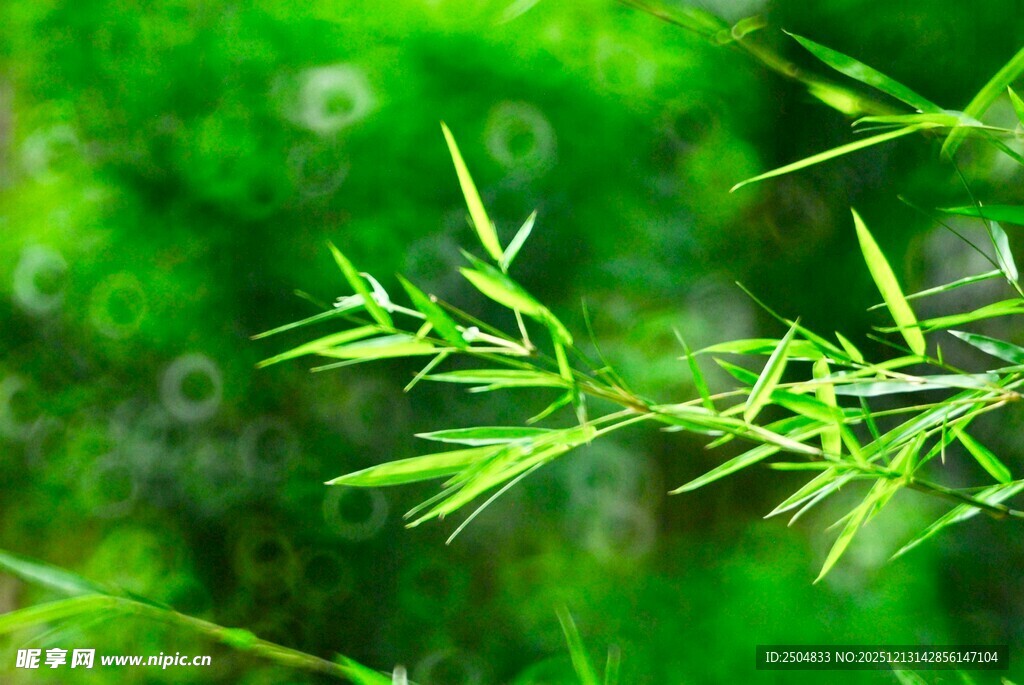 嫩绿竹叶特写