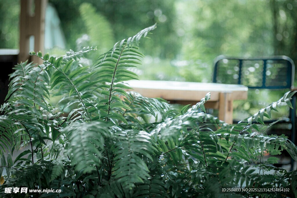 庭院中的翠绿蕨类植物