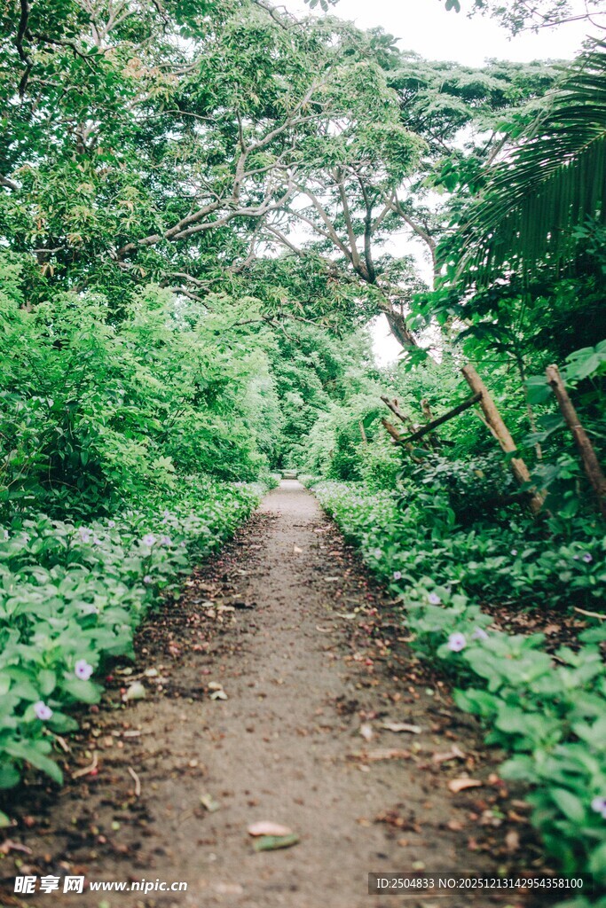 林间小径 绿意盎然