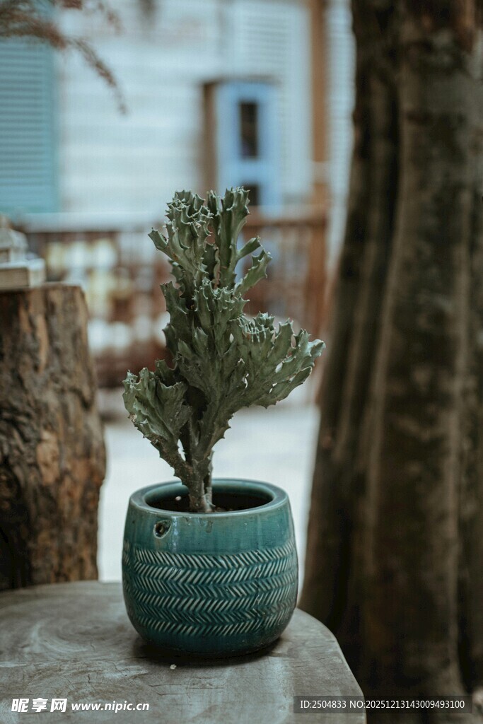 古朴盆栽置于户外石上