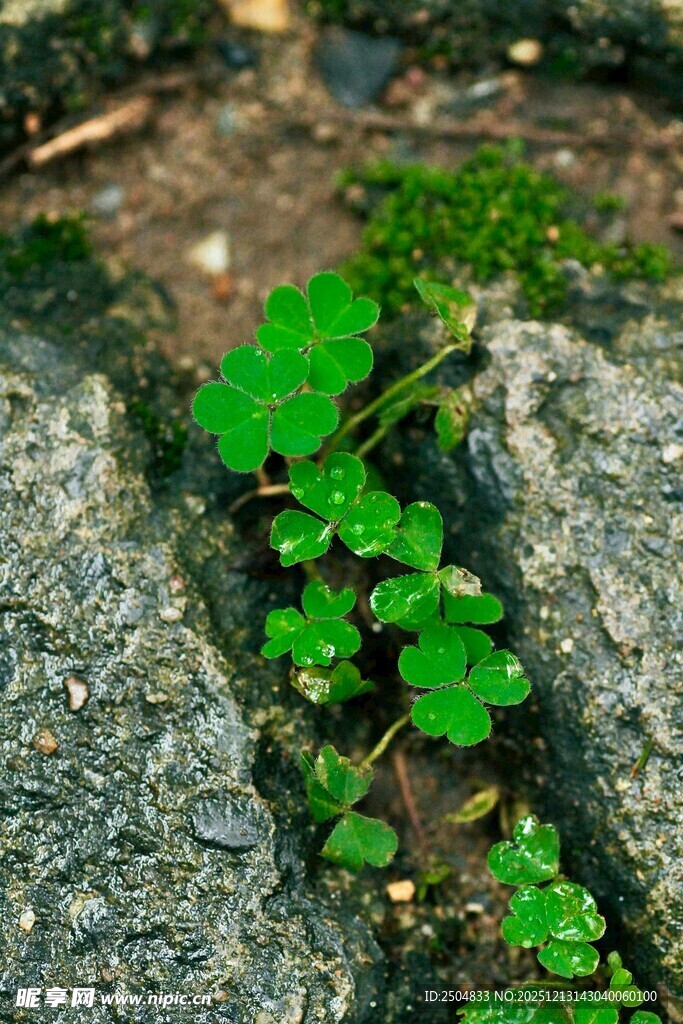 石缝中生长的翠绿三叶草