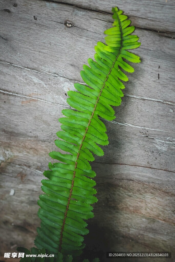 木上翠绿蕨类植物特写