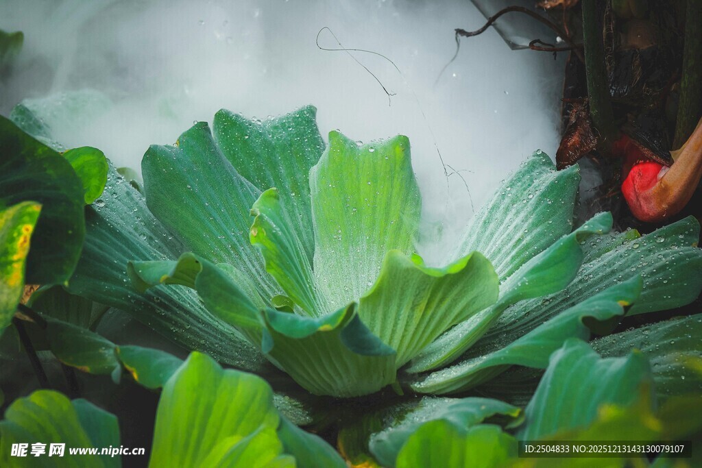 翠绿多肉植物特写