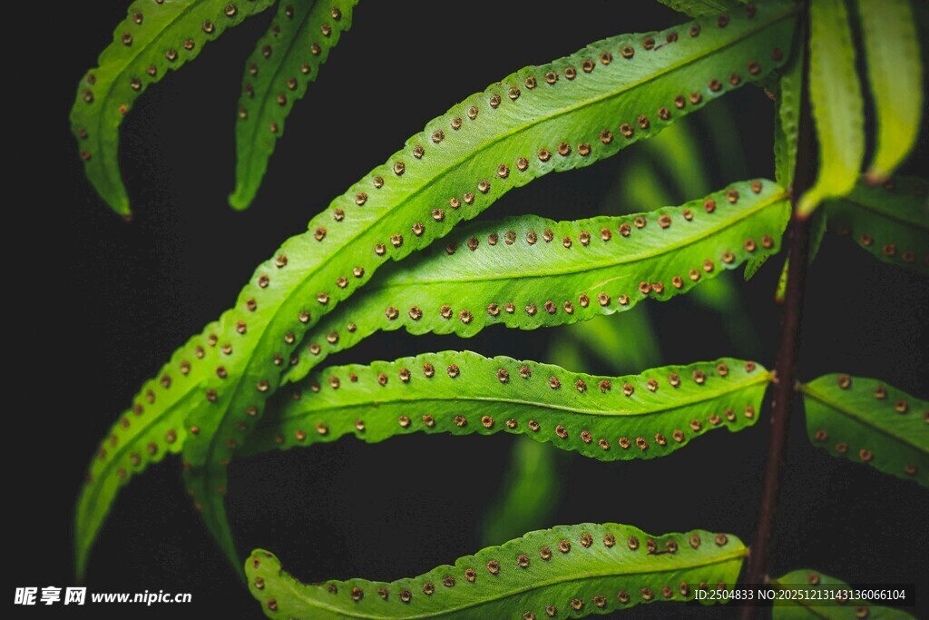 翠绿蕨类叶片特写